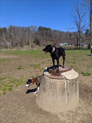 Dog Park at Azalea Park photo 1